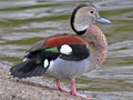 Ringed Teal